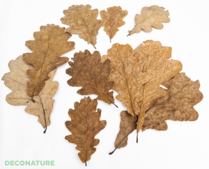 DECO NATURE QUERCUS LEAVES - Листья дуба, 200мл/3 гр