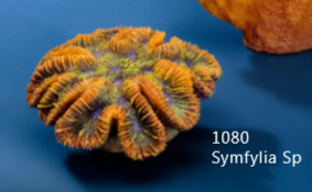 Искуственный коралл Symfylia Sp 15x15x6