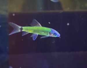 Бородоед (GloFish) Зеленый