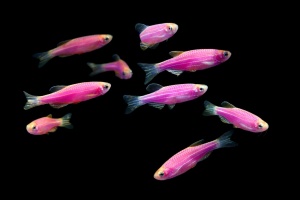 Данио рерио (GloFish) Пурпурный светящийся