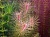 Ротала Вьетнам (меристемное растение), ф60х40 мм