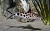 Синодонтис пестрый далматинец