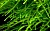 Мох Спайки (меристемное растение), ф60х40 мм