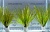 Бликса Японская (меристемное растение), ф60х40 мм