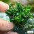 Анубиас Карликовый Панголино In-Vitro, (меристемное растение), ф60х40 мм