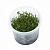 Прозерпинака Полюстрис (меристемное растение), d 6,5 см