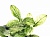 Анубиас нана ПИНТО (меристемное растение), ф60х40 мм