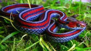 Подвязочная змея