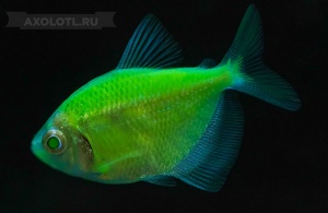 Тернеция (GloFish) Зеленая Светящаяся