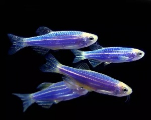 Данио рерио (GloFish)  Синий светящийся