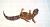 Эублефар пятнистый L (леопардовый геккон), окрас Normal