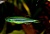 Данио рерио (GloFish) Арбуз светящийся