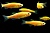 Данио рерио (GloFish) Желтый светящийся