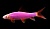 Лабео (GloFish)малиновый, S