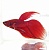 Петушок Вуалехвост (самец) Красный