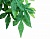 Тропическое растение Jungle Plants Абутилон, большое, 80х20 см